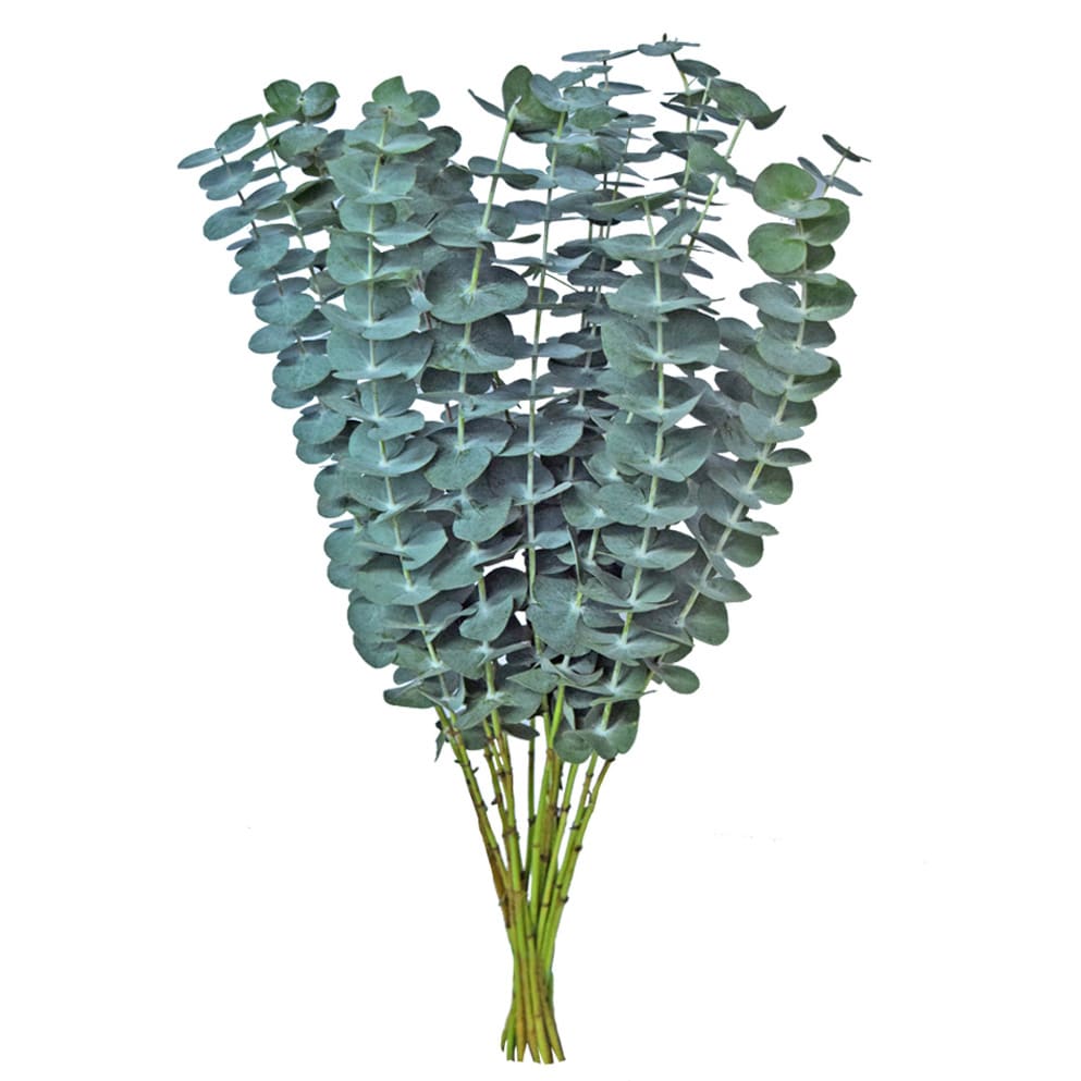 Eucalipto Baby Blue