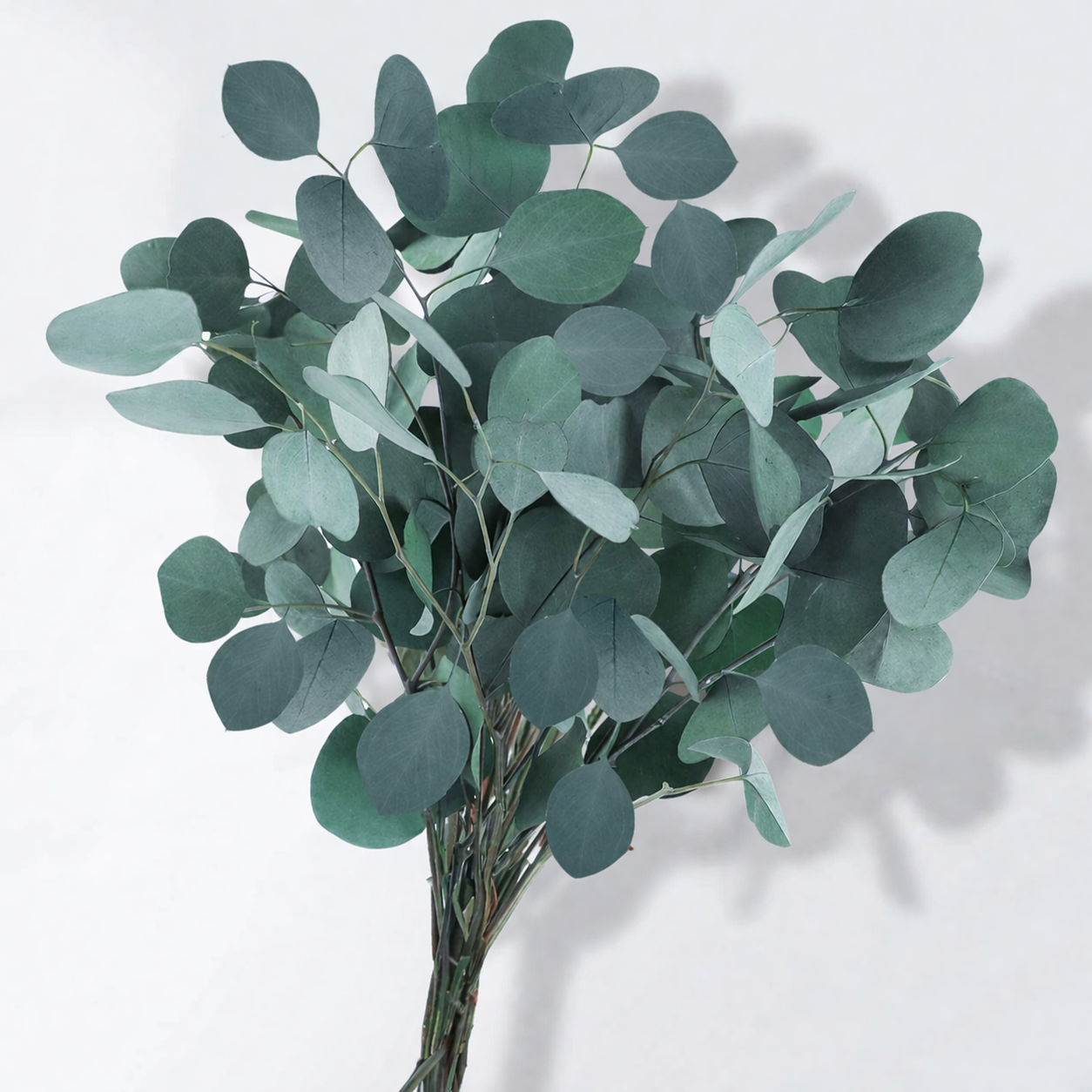 Eucalipto Silver Dollar